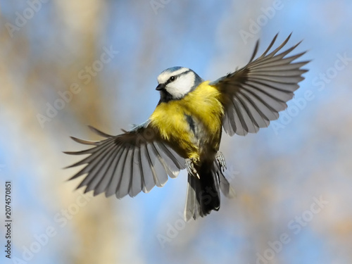 Eurasian blue tit in flight with spread wings isolated against blue sky background wildlife feathers
