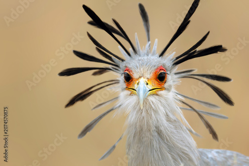 Close up portrait of a secretary bird showing distinctive head plumage and orange facial skin with feathers