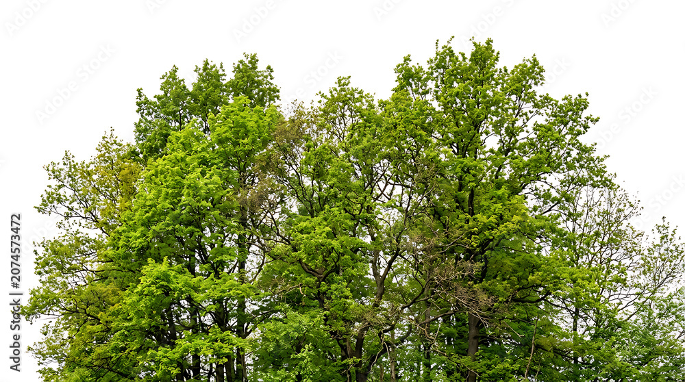 Fototapeta premium Dense green tree canopy against white background trees