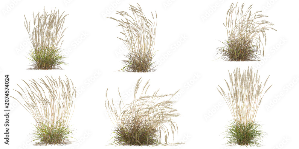 Fototapeta premium Collection of Calamagrostis grass isolated on white background