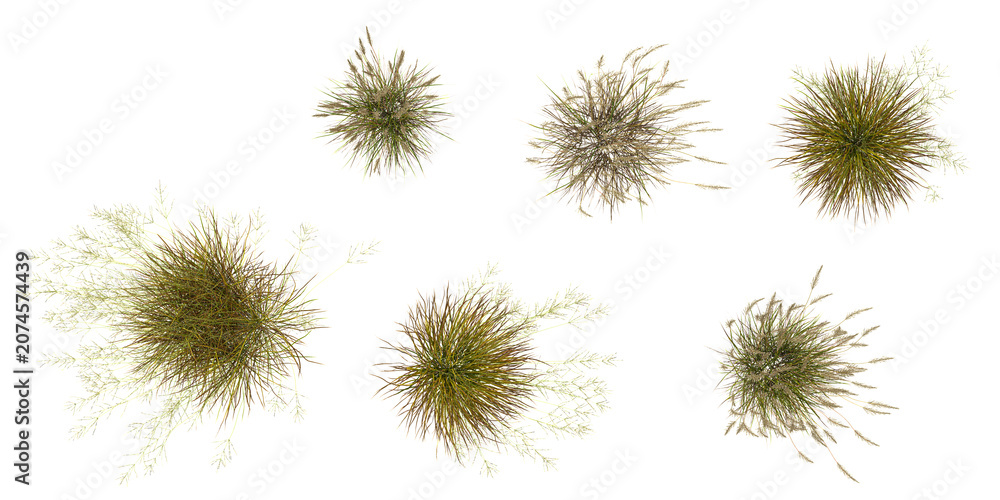 Obraz premium Collection of Hordeum grass isolated on white background from the top view