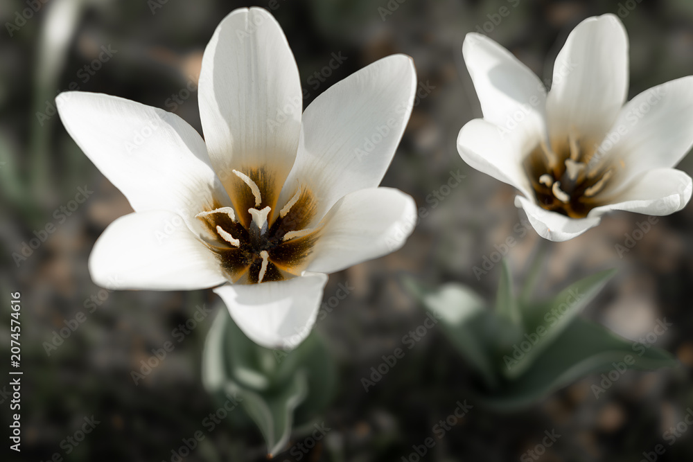 Fototapeta premium white crocus flower, macro photography, very detailed
