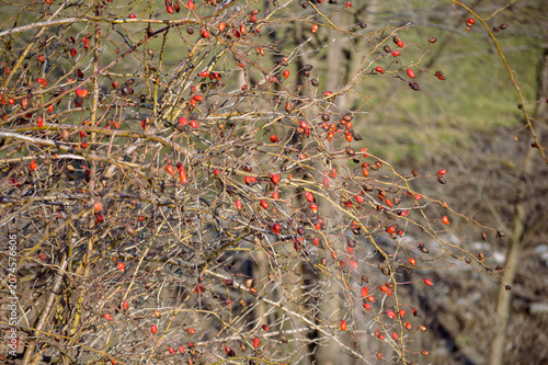 close up of a bush with red berry