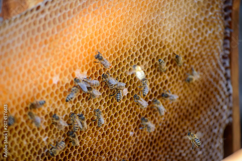 bees in honeycomb with honeycomb in the summer