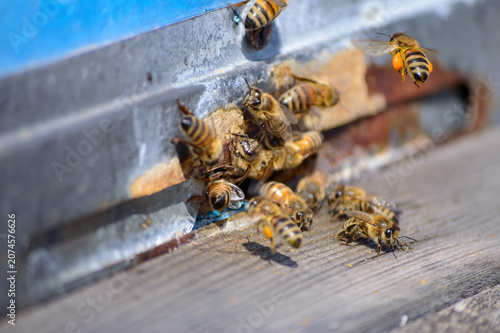 bee hive with bees