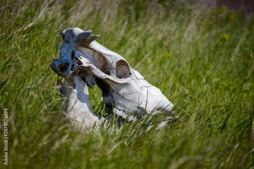 a big white cow skull in the green grass