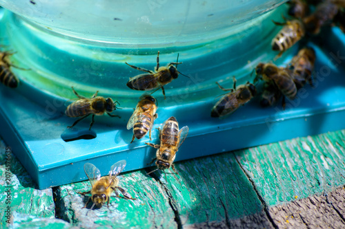 bees are on honeycomb in a hive drinking water