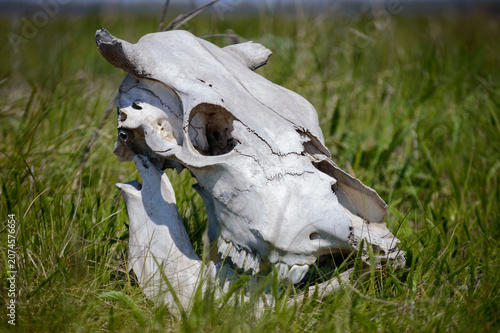 a big white cow skull in the green grass
