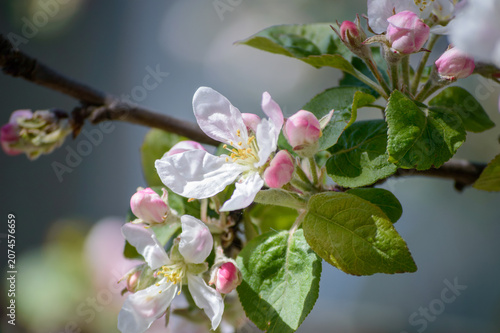 apple tree blossom