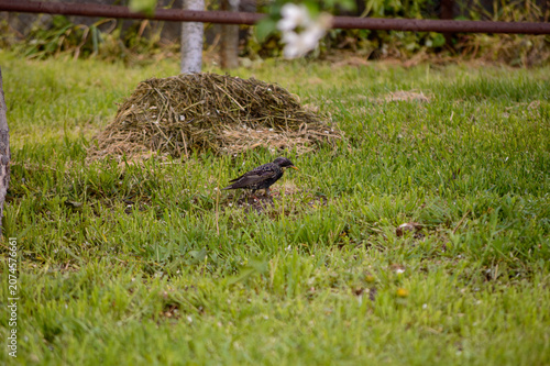 bird on the grass