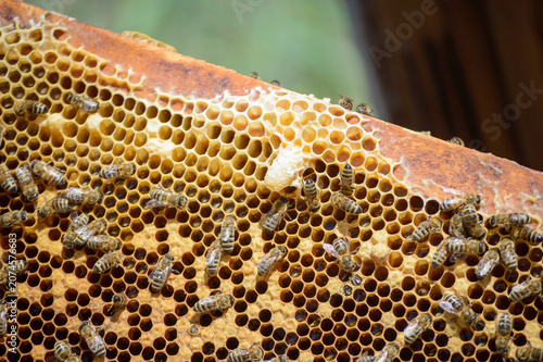 honeycomb with queenbee