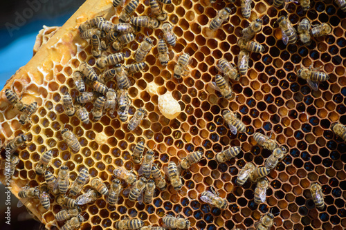 honeycomb, close up view