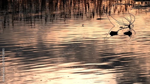 Real Time of Two Tufted Ducks Resting on Golden Water at Sunset in Villeneuve, Switzerland