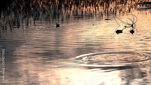 Real Time of Three Birds in silhouette Resting in Lake Geneva at Sunset in Villeneuve, Switzerland.