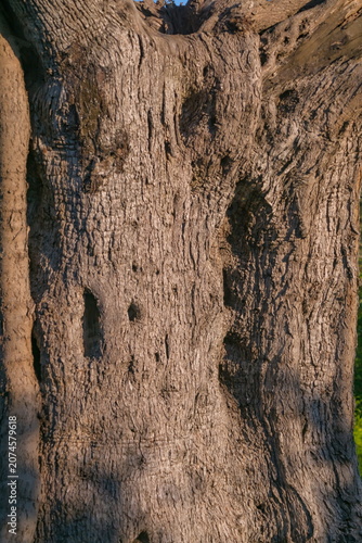 Textured bark of a centuries old olive tree