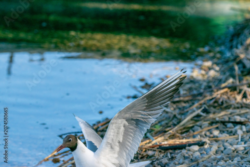 Cuadro en lienzo Lachmöwe setzt zur Landung am Ufer eines Sees an