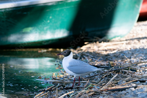 Lachmöwe am Ufer eines Sees im Morgenlicht