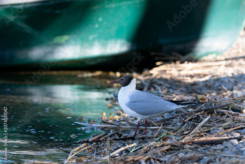 Lachmöwe am Seeufer mit grünem Boot im Hintergrund