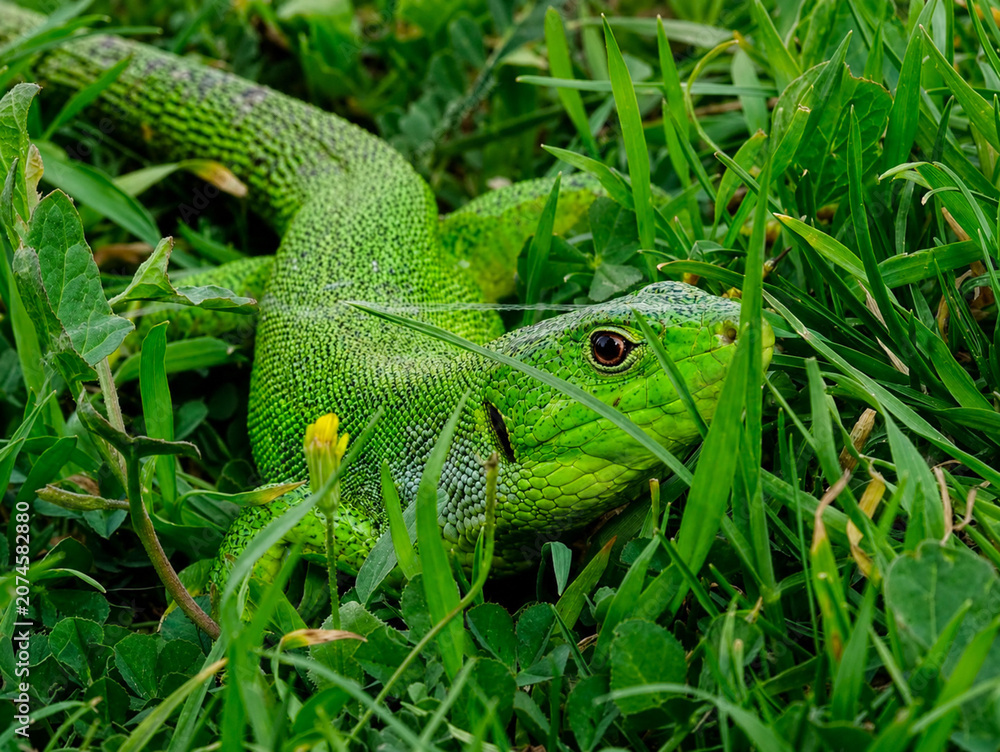 Fototapeta premium green lizard on the grass
