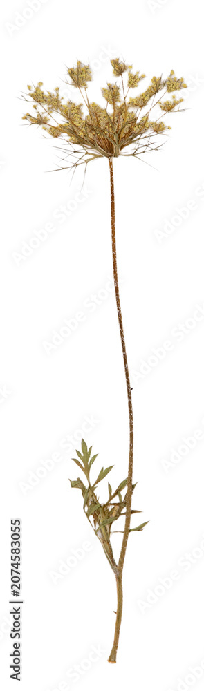 Fototapeta premium Dried Wild carrot flower plant isolated on white background.
