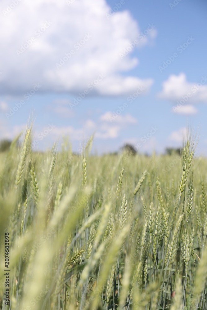 Obraz premium Wheat spikes growing in field outdoors, space for text