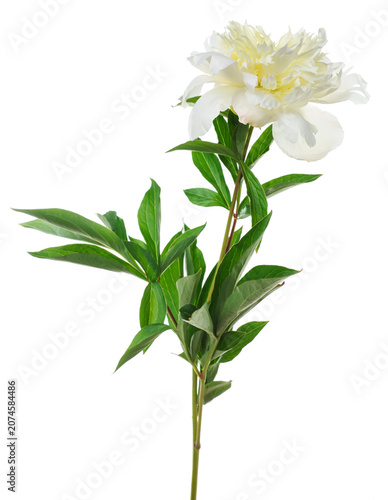One beautiful peony flower isolated on white