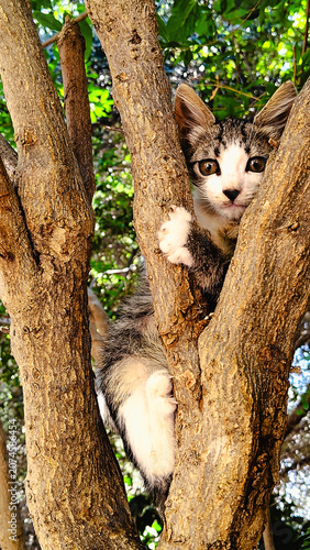Photos Pussy On a Tree
