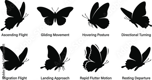 Butterfly Silhouette Collection Featuring Flying Hovering Landing and Fluttering Wing Poses Isolated on White Background