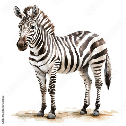 watercolor graphic of Zebra, isolated on a white background.