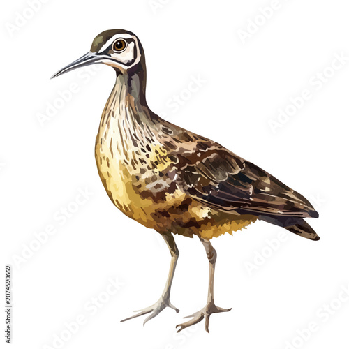 Konstfotografi Woodcock, vibrant watercolor vector illustration with flowing and detailed brush strokes, isolated on a white background