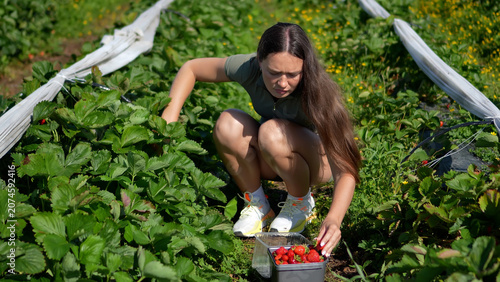 Slika na platnu Young female agricultural worker squatting on a green plantation field and carefully picking fresh ripe strawberries into a container