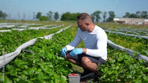 Male farmer in blue protective gloves carefully checking the quality and ripeness of a strawberry before placing it into a container on a plantation field.