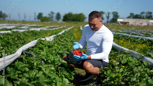 Canvastavla High quality commercial shot of a smiling male farmer sitting on the right side of a long green strawberry field, holding a fresh harvested container and looking down