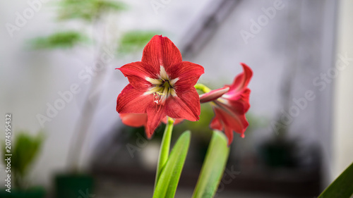 amaryllis lily flower