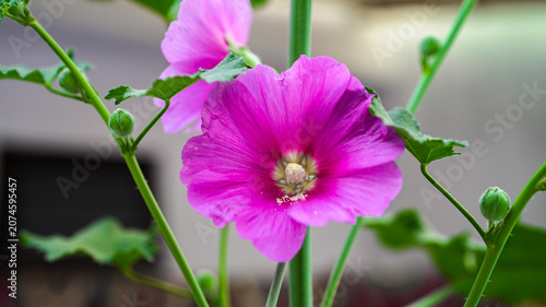 Hollyhock flower