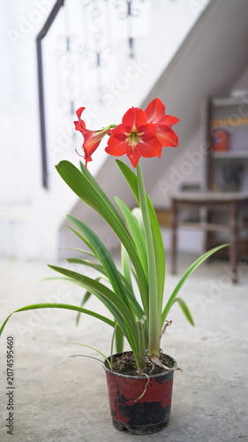 amaryllis lily flower