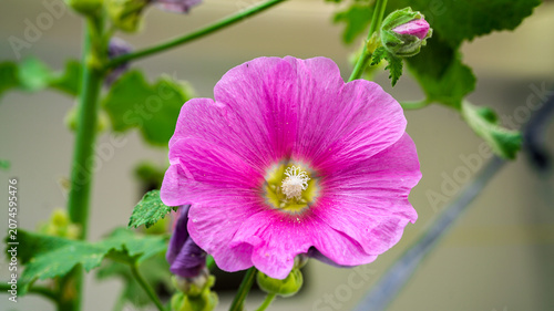 Hollyhock flower