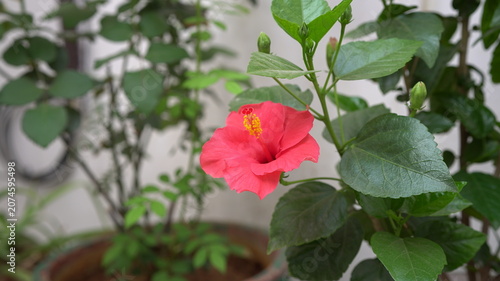 Hibiscus flower