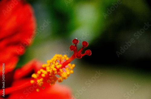 Foto Macro Polinización