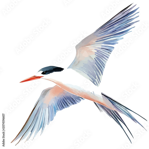 watercolor of Tern graphic, isolated on a white background.
