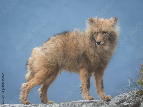 Принти на полотні Wild fluffy Eastern coyote standing on a rocky cliff against the ocean