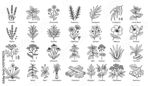 Photos Botanical Herb Sketch Set with Aromatherapy Flowers Medicinal Plants and Natural
