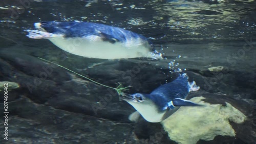 Underwater play behavior of Little Penguins (Eudyptula minor), also known as Blue Penguins or Fairy Penguins, the smallest penguin species in the world.