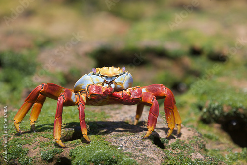 Obraz na płótnie Sally Lightfoot Crab in the Galapagos