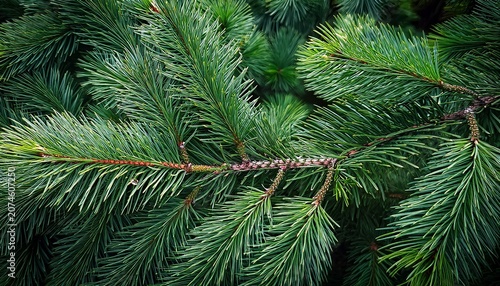 Beautiful Fir Branches Christmas Wallpaper Concept Copy Space Natural Coniferous Background Texture Selective Focus Blur