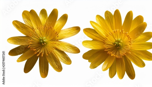 Two Flowers Of Marsh Marigold Isolated On White Background Kingcup