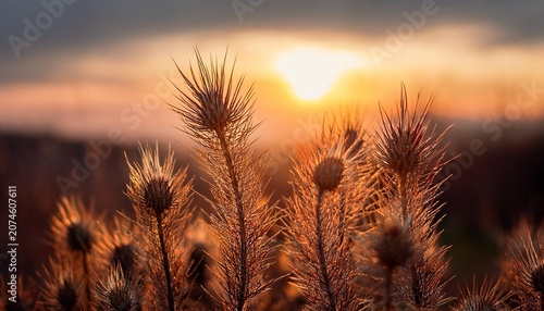 Close Up View Of Dry Spiky Plants With Beautiful Sunset At Background Warm Morning Light Illuminates Withered Stems Creating Calm And Natural Scene The Scene Captures Quiet And Solitude