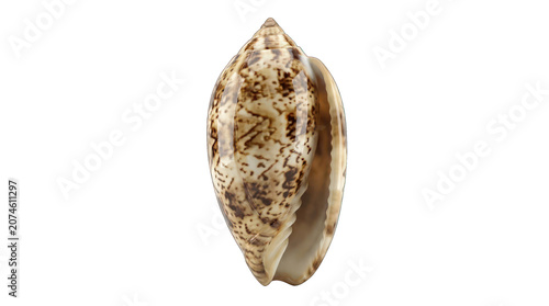 Spotted sea shell isolated