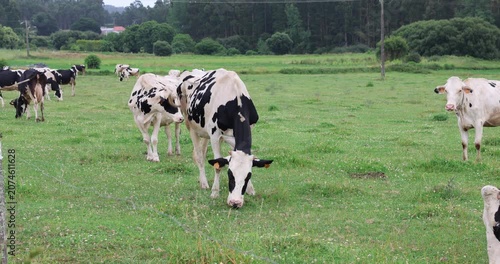 Holstein cows are grazing fresh green grass in a rural landscape