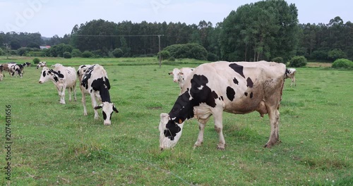 Holstein cows are grazing fresh green grass in a rural landscape